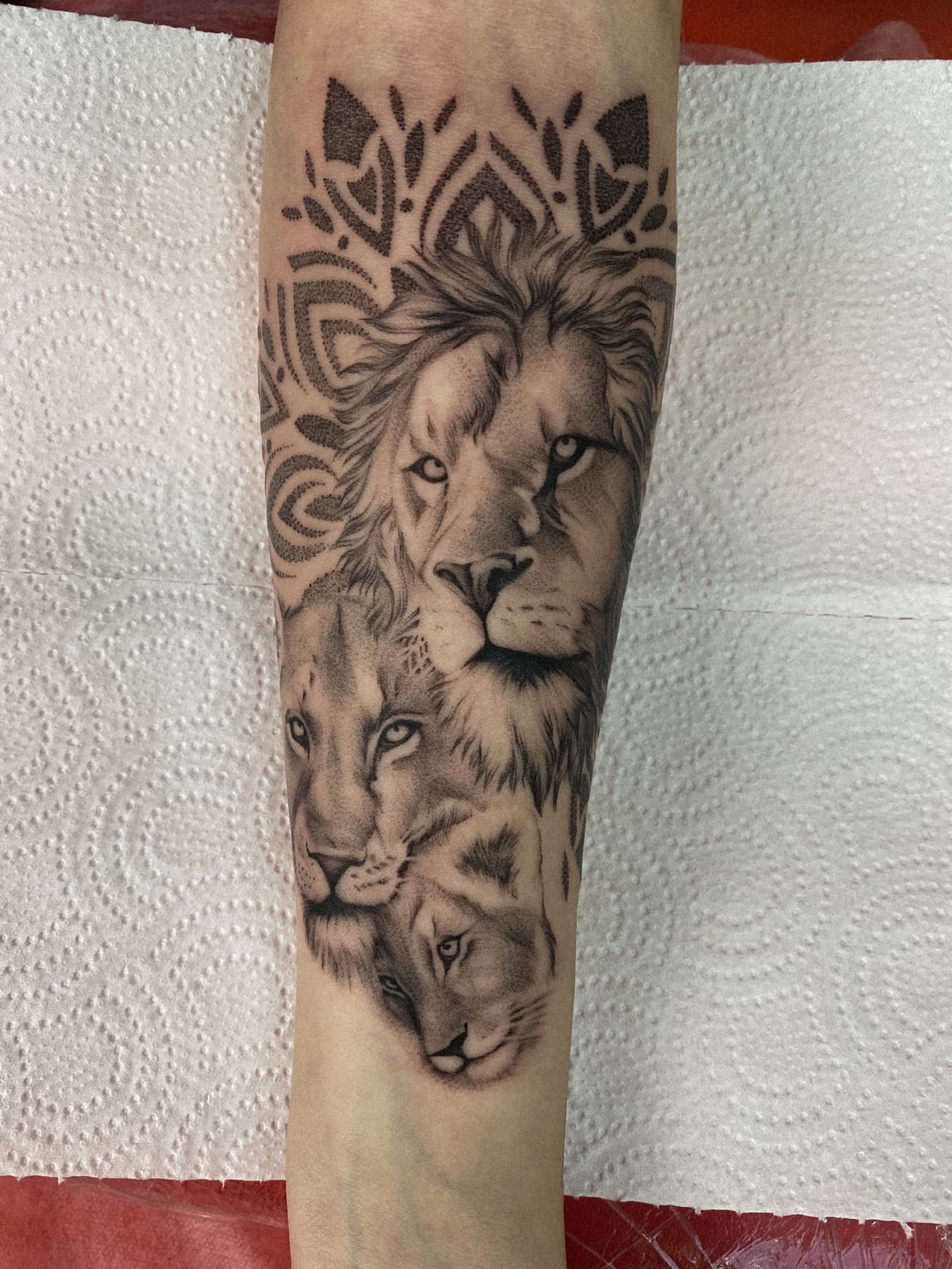 Micro-Realism-Löwenfamilie-Tattoo am Unterarm