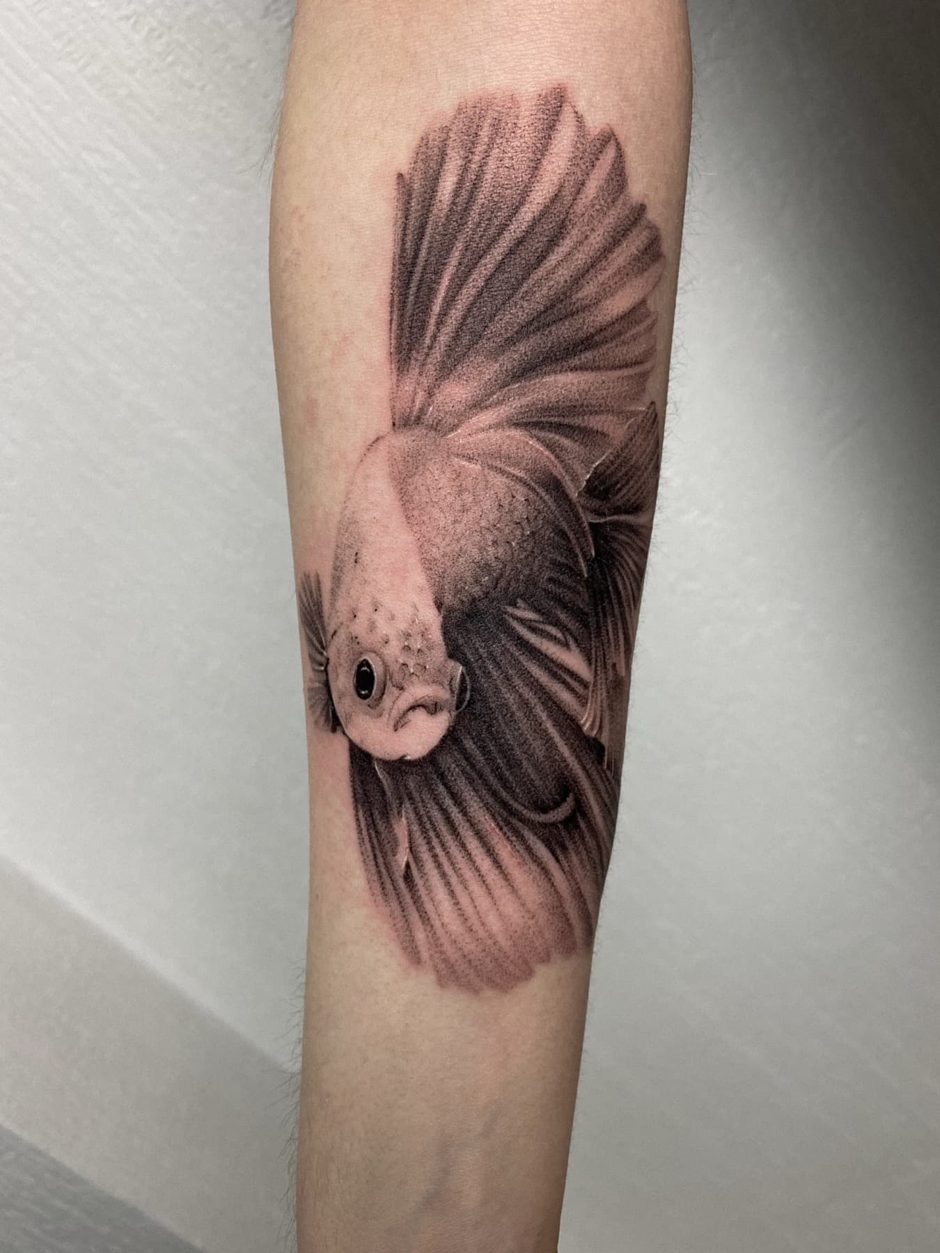 Micro-Realism-Kampffisch-Tattoo am Unterarm